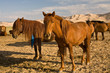 Herd of horses in Gobi desert sand dunes, Mongolia