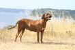 Rhodesian ridgeback à la campagne