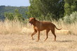 Rhodesian ridgeback à la campagne