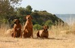Rhodesian ridgeback copains à la campagne