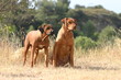 Rhodesian ridgeback à deux à la campagne