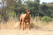 Rhodesian ridgeback à la campagne