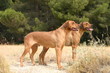 Rhodesian ridgeback à deux à la campagne