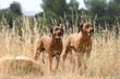 Rhodesian ridgeback à deux à la campagne