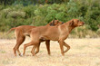 Rhodesian ridgeback à la campagne