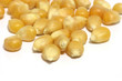 macro detail of corn seeds isolated on white background