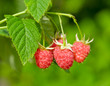 Ripe raspberry, hanging on a bush