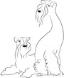 A couple of Kerry Blue terriers