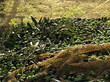 Olio