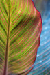 Bright colorful leaf background. Close-up.