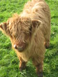 Highland calf