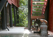 asian yard