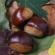 trois chataignes