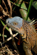 Iguana verde