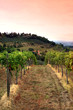 Vinyards and rolling hills of the Tuscany region in Italy Vinyards and rolling hills of the Tuscany region in Italy