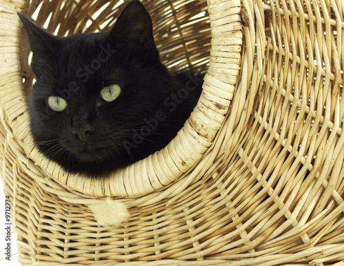 katze
