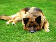 Hund hat Langeweile