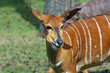 antilope
