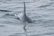 An Orca Whale breeches in Kenai Fjord National park