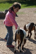 l'enfant et les chevres
