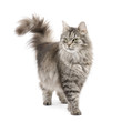 Crossbreed Siberian cat in front of a white background Crossbreed Siberian cat in front of a white background