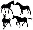 Horses 101