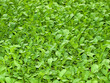 Just a new green salad usable for background.