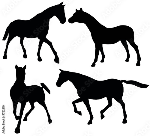 Illustration: Horses 101 Horses 101