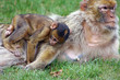 affe