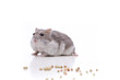 Kleiner Hamster sitzt vor Körnern