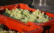 Foto: Freshly picked wine grapes in red container Freshly picked wine grapes in red container