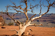 Ghost tree im Grand Canyon