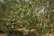 Olives crétoises