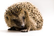 Hedgehog