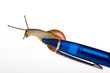 Funny snail sitting on a blue ballpoint