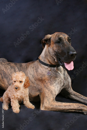 Great Dane and a Miniature Poodle by Phil030, Royalty free stock ...