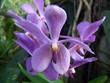 Fleurs Exotiques