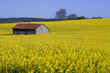 Rapsfeld - Weissach