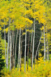 Autumn at the Big Cottonwood Canyon, Utah