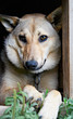 portrait of the young dog with chain in kennel
