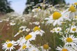 Blumenwiese
