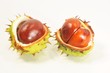 2 Conkers in shells