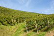 Weintrauben
