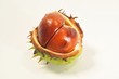 Conker and shell