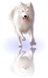 white wolf