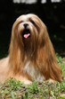 magnifique lhasa apso de face magnifique lhasa apso de face