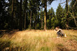 naturecapture