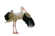 Storch