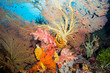 Coral Reef Landscape
