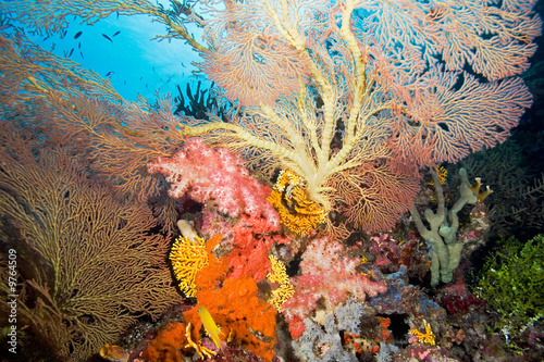 Coral Reef Landscape